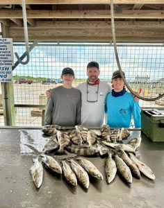 Sheepshead galore at Matagorda Bay